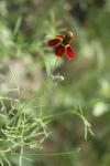<img100*0:stuff/z/73640/Red%2520Flower%2520Reference/i1265069050_9.jpg>