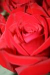 <img100*0:stuff/z/73640/Rose%2520Reference.1/i1264119532_1.jpg>