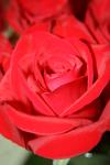 <img100*0:stuff/z/73640/Rose%2520Reference.1/i1264119533_2.jpg>