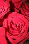 <img100*0:stuff/z/73640/Rose%2520Reference.1/i1264119534_3.jpg>