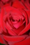<img100*0:stuff/z/73640/Rose%2520Reference.1/i1264119535_4.jpg>