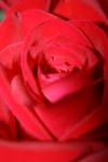 <img100*0:stuff/z/73640/Rose%2520Reference.1/i1264119536_5.jpg>