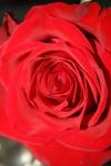 <img100*0:stuff/z/73640/Rose%2520Reference.1/i1264119536_6.jpg>