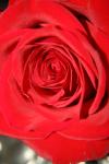 <img100*0:stuff/z/73640/Rose%2520Reference.1/i1264119537_7.jpg>