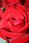 <img100*0:stuff/z/73640/Rose%2520Reference.1/i1264119538_8.jpg>