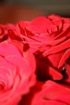 <img100*0:stuff/z/73640/Rose%2520Reference.1/i1264119539_9.jpg>