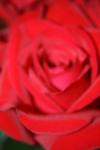 <img100*0:stuff/z/73640/Rose%2520Reference.1/i1264119540_10.jpg>