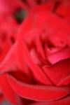 <img100*0:stuff/z/73640/Rose%2520Reference.1/i1264119541_11.jpg>