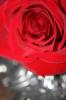 Rose Reference.1