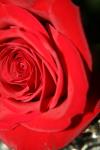 <img100*0:stuff/z/73640/Rose%2520Reference.1/i1264119542_13.jpg>