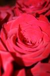 <img100*0:stuff/z/73640/Rose%2520Reference.1/i1264119543_14.jpg>