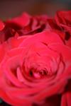 <img100*0:stuff/z/73640/Rose%2520Reference.1/i1264119544_15.jpg>