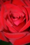 <img100*0:stuff/z/73640/Rose%2520Reference.1/i1264119545_16.jpg>
