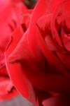 <img100*0:stuff/z/73640/Rose%2520Reference.1/i1264119546_17.jpg>