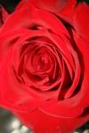 <img100*0:stuff/z/73640/Rose%2520Reference.1/i1264119546_18.jpg>