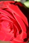 <img100*0:stuff/z/73640/Rose%2520Reference.1/i1264119547_19.jpg>