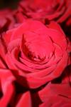 <img100*0:stuff/z/73640/Rose%2520Reference.1/i1264119548_20.jpg>