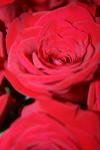 <img100*0:stuff/z/73640/Rose%2520Reference.1/i1264119549_21.jpg>