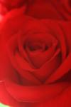 <img100*0:stuff/z/73640/Rose%2520Reference.1/i1264119550_22.jpg>