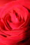 <img100*0:stuff/z/73640/Rose%2520Reference.1/i1264119551_23.jpg>