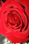 <img100*0:stuff/z/73640/Rose%2520Reference.1/i1264119551_24.jpg>