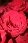 <img100*0:stuff/z/73640/Rose%2520Reference.1/i1264119552_25.jpg>