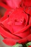 <img100*0:stuff/z/73640/Rose%2520Reference.1/i1264119553_26.jpg>