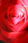 <img100*0:stuff/z/73640/Rose%2520Reference.1/i1264119553_27.jpg>