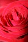 <img100*0:stuff/z/73640/Rose%2520Reference.1/i1264119554_28.jpg>