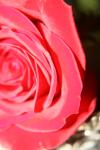 <img100*0:stuff/z/73640/Rose%2520Reference.1/i1264119555_29.jpg>