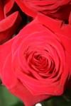 <img100*0:stuff/z/73640/Rose%2520Reference.1/i1264119556_30.jpg>