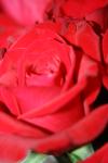 <img100*0:stuff/z/73640/Rose%2520Reference.1/i1264119557_31.jpg>