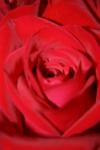 <img100*0:stuff/z/73640/Rose%2520Reference.1/i1264119558_32.jpg>