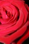<img100*0:stuff/z/73640/Rose%2520Reference.1/i1264119559_33.jpg>