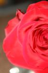 <img100*0:stuff/z/73640/Rose%2520Reference.1/i1264119559_34.jpg>
