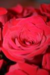<img100*0:stuff/z/73640/Rose%2520Reference.1/i1264119560_35.jpg>