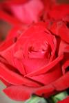 <img100*0:stuff/z/73640/Rose%2520Reference.1/i1264119561_36.jpg>