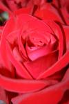 <img100*0:stuff/z/73640/Rose%2520Reference.1/i1264119561_37.jpg>