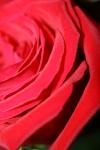 <img100*0:stuff/z/73640/Rose%2520Reference.1/i1264119562_38.jpg>