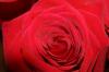 <img100*0:stuff/z/73640/Rose%2520Reference.1/i1264121026_1.jpg>