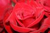 <img100*0:stuff/z/73640/Rose%2520Reference.1/i1264121026_2.jpg>