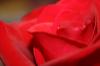 <img100*0:stuff/z/73640/Rose%2520Reference.1/i1264121026_3.jpg>