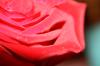 <img100*0:stuff/z/73640/Rose%2520Reference.1/i1264121026_4.jpg>