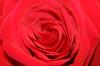<img100*0:stuff/z/73640/Rose%2520Reference.1/i1264121027_10.jpg>