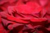<img100*0:stuff/z/73640/Rose%2520Reference.1/i1264121027_11.jpg>