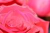 <img100*0:stuff/z/73640/Rose%2520Reference.1/i1264121027_12.jpg>