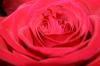<img100*0:stuff/z/73640/Rose%2520Reference.1/i1264121027_13.jpg>