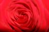 <img100*0:stuff/z/73640/Rose%2520Reference.1/i1264121027_14.jpg>