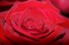 <img100*0:stuff/z/73640/Rose%2520Reference.1/i1264121027_15.jpg>