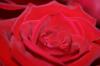<img100*0:stuff/z/73640/Rose%2520Reference.1/i1264121027_16.jpg>